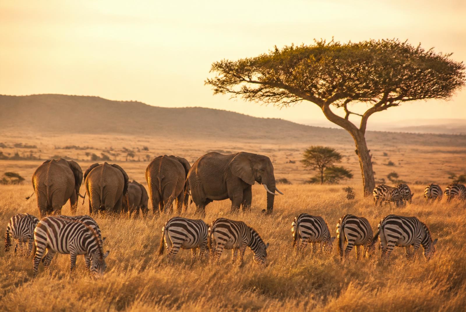 Serengeti National Park safari in Tanzania